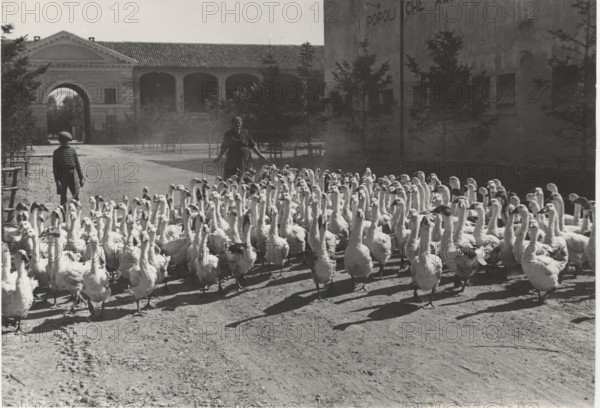 Gooses in Vercelli countryside