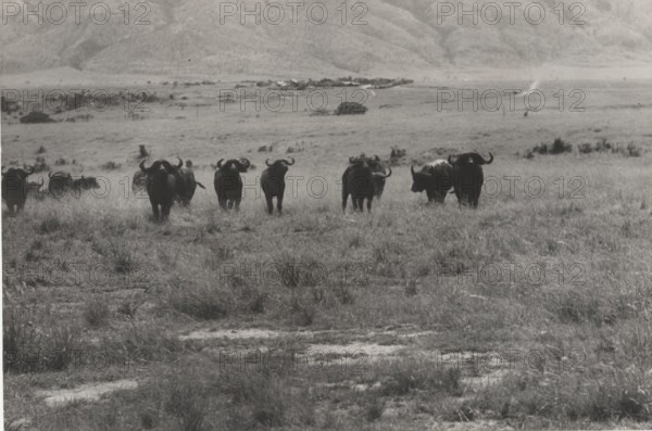 Buffalos. Virunga National Park, Congo
