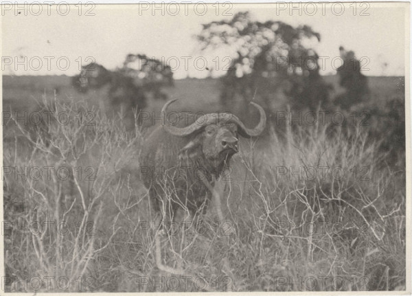 Buffalos. Virunga National Park, Congo