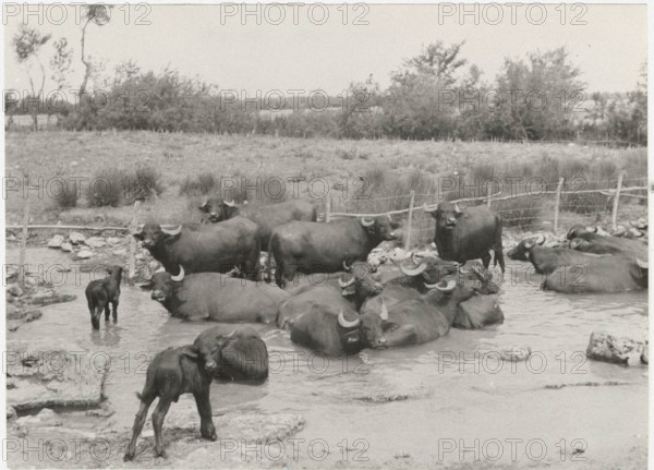 Buffalos. Paestum, Italy
