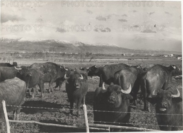 Buffalos behind a fence