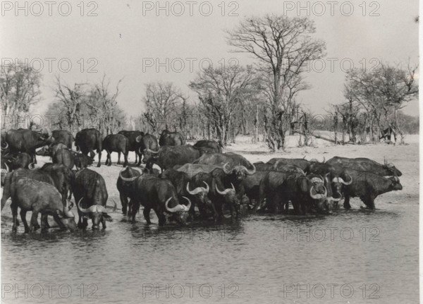 Buffalos. Hwange National Park, Zimbabwe.