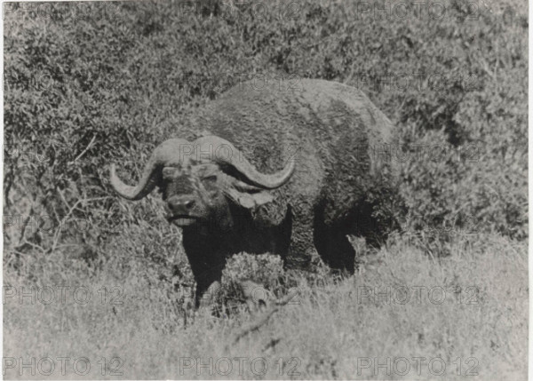 A closeup of an old bull buffalo covered with mud after rolling in marshy ground