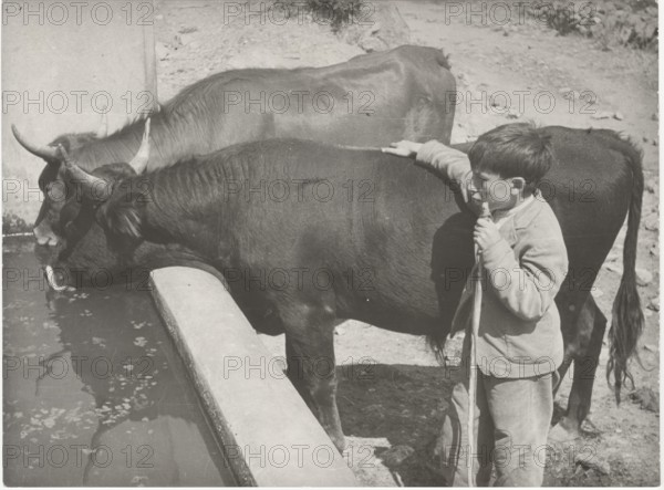 Oxes at the drinking trough