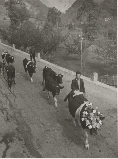 Cows coming back from the alpin pasture. The queen, with a crown, leads the group