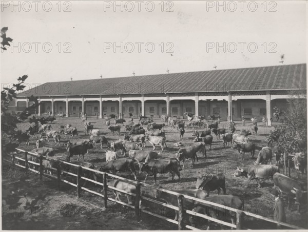 Dairy cattle. Lodi, Italy