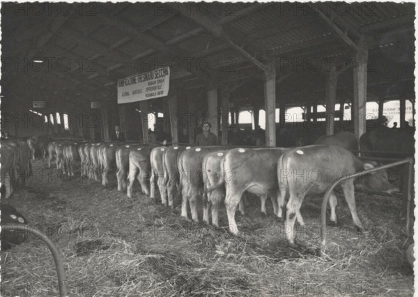 Experimental Farm Visignolo dairy cattle in the stable. Vaisio, Italy.