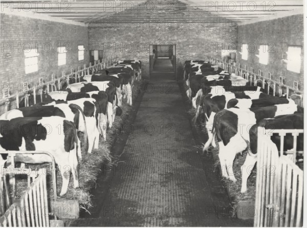 Dairy cattle. Maremma, Italy