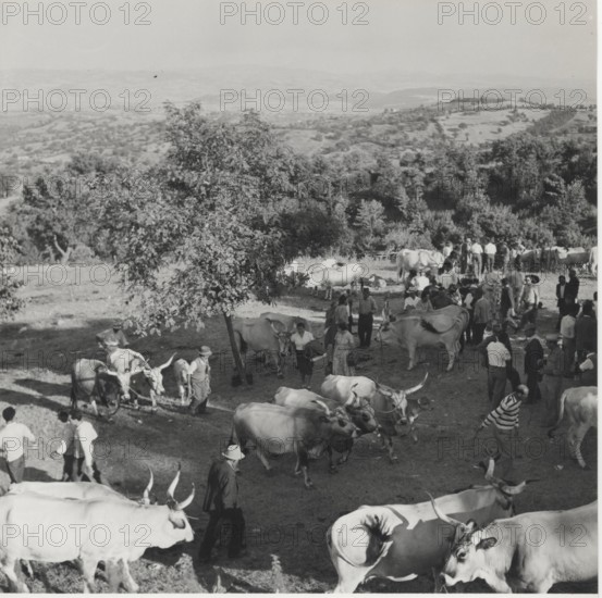 Cattle fair. Scansano, Italy