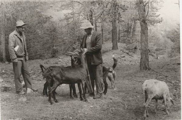 Goats in Camporcher, Valle d'Aosta Region, Italy