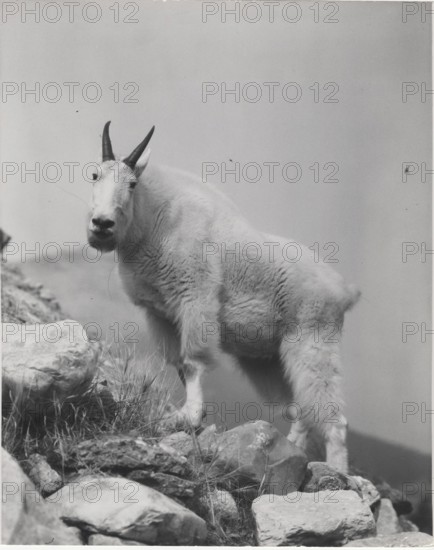 Mountain goat