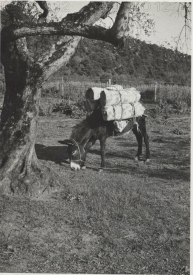 Donkey. Montefiascone, Italy