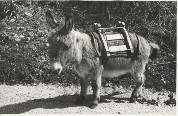 Donkey. Seuolo, Italy