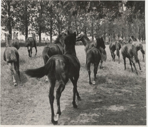 Horse farm in Mantua