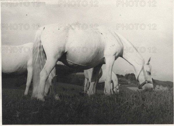 Lipizzan horse
