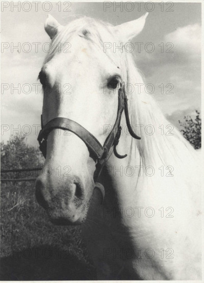 Lipizzan horse