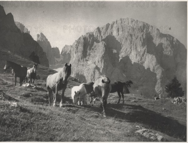 Horses grazing in Alpe di Siusi, Italy