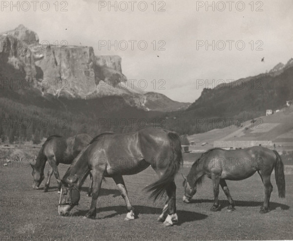 Horses grazing in Alpe di Siusi, Italy