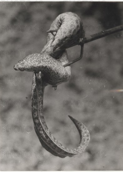 A moray eel hit with an harpoon. Egypt,