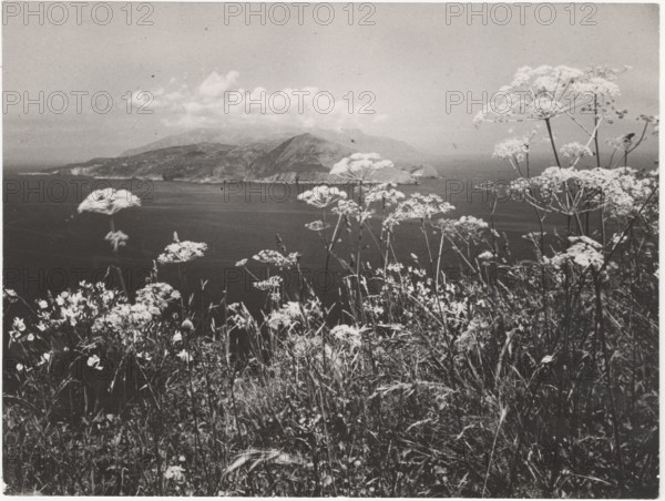 Blossom on Amalfi Coast