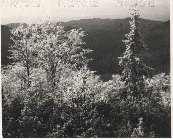 Frost on Monte Nevoso