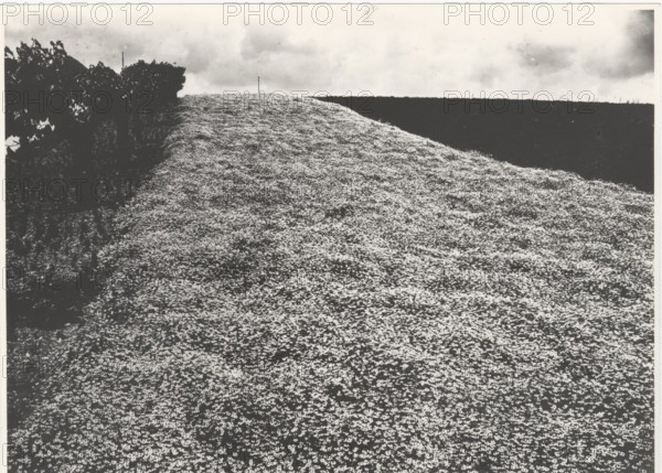 Chamomile field in Appignano, Italy,