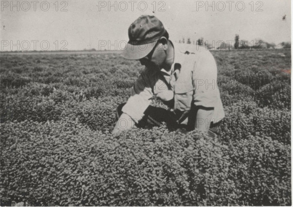 An agronomist controlling some marjoram plants