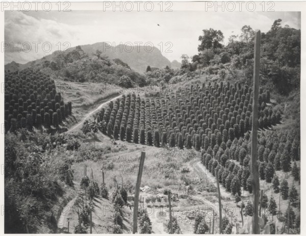 A pepper garden in Sarawak, Borneo