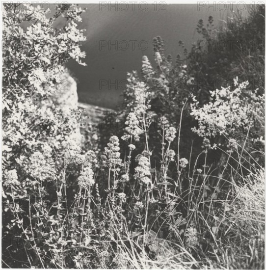 Blooming valerian. Monte Baldo, Italy,