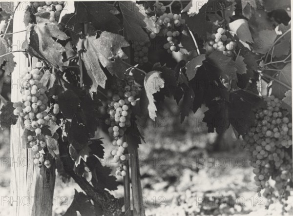 Bunches of Verdicchio grapes in Jesi, Italy,