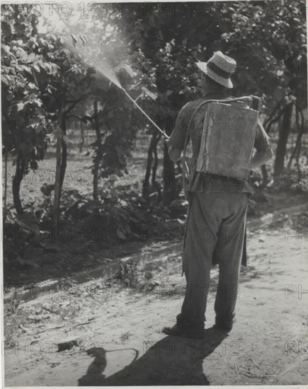 Disinfestation of a vineyard with pesticides