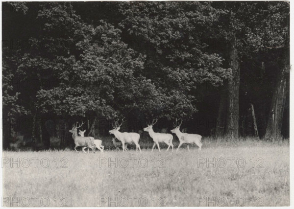 Red deers in a Czech reserve