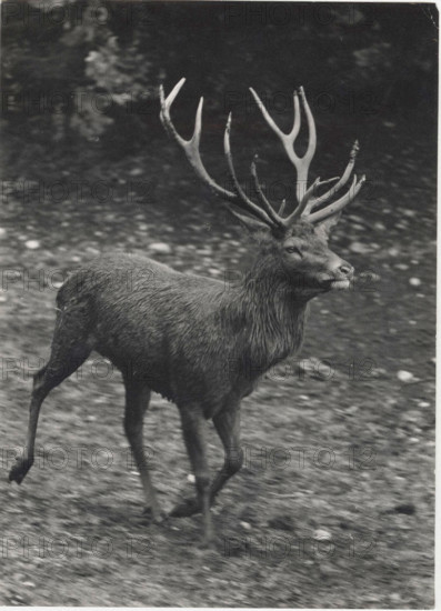 A deer in Salzburg Alpenzoo