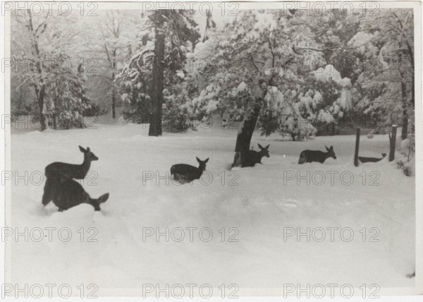 Deers in California, United States,