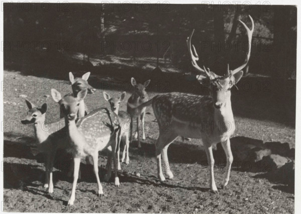 A male deer with young specimens