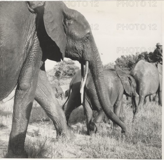 An herd of elephants in the Elephants'School of Gangala na Bodio, Congo,
