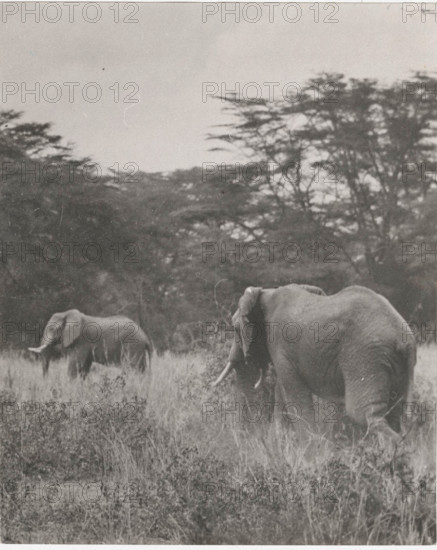 Elephants in Somalia,