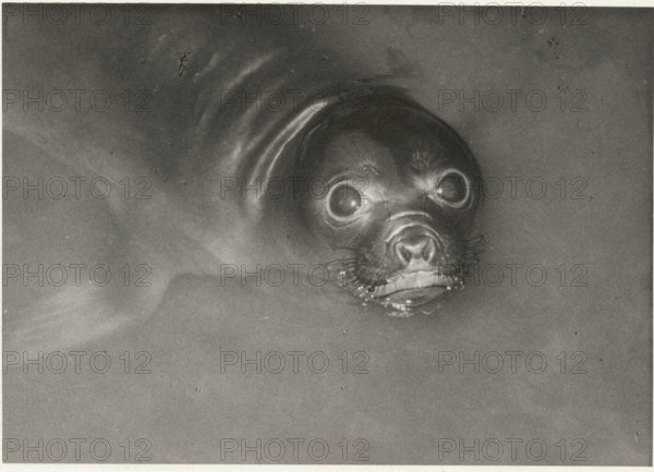 An elephant seal in Antwerp Zoo