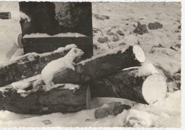 Ermine of the Alps. Pian Cavallo, Italian Alps,