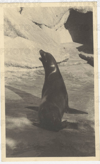 Seal in Rome Zoo