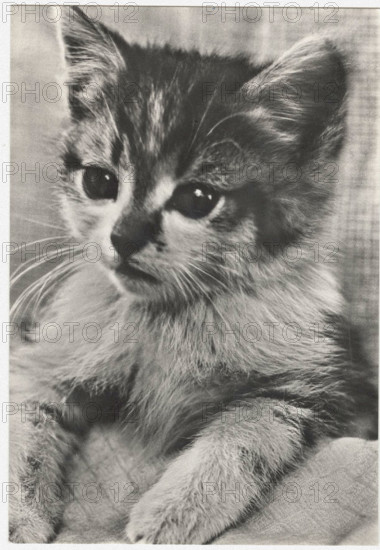 A young cat