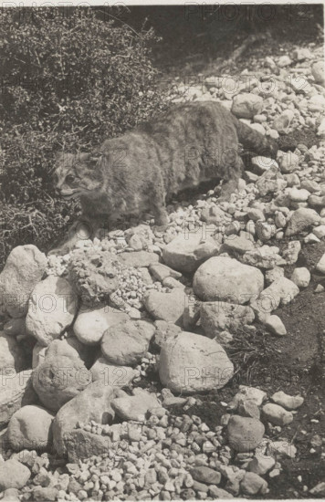 A wild cat in Abruzzo National Park, Italy,