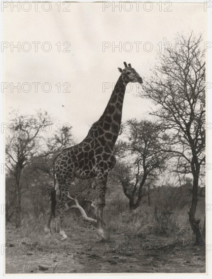 Kruger National Park, South Africa, a giraffe