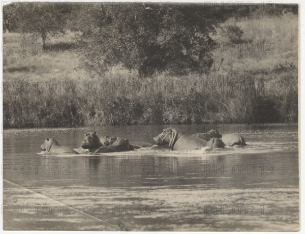 Hippopotamus lying in the water