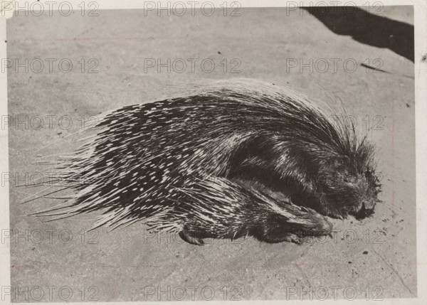 Porcupines