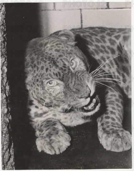 A male albino leopard in Central Zoo, New York, United States,