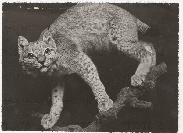 Lynx