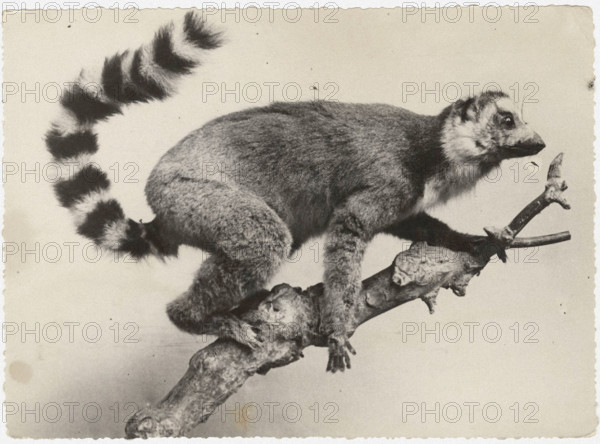 A lemur in Madagascar