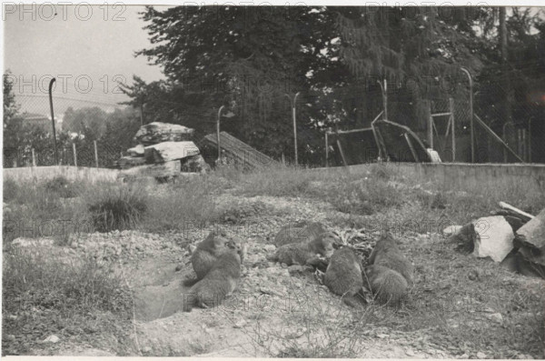 Marmots in captivity