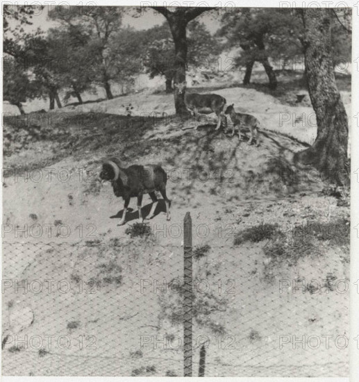Farm mouflons in Nuoro, Italy